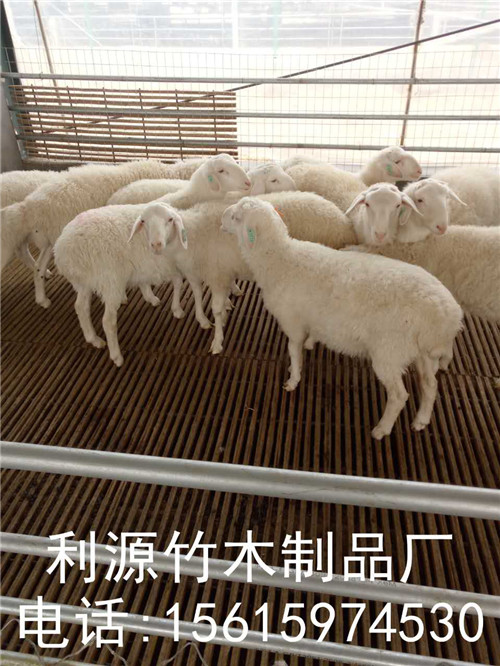 羊床